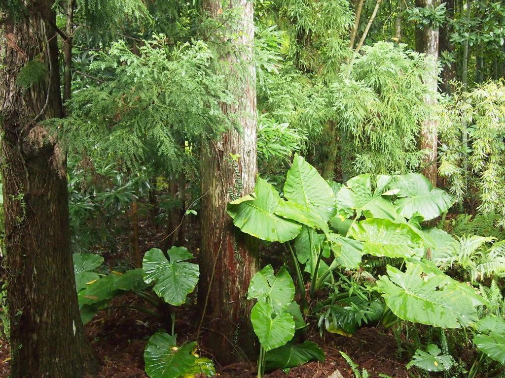 Wa No Cottage Sen-No-Ie Yakushima  Luaran gambar